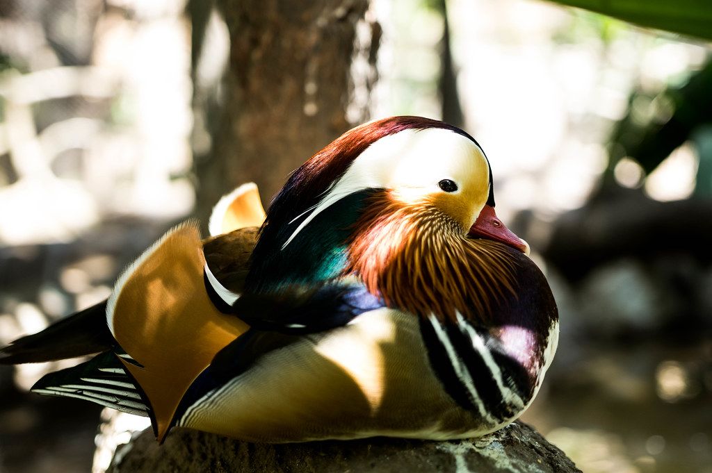 Madarin duck sitting still (Flip 2019)