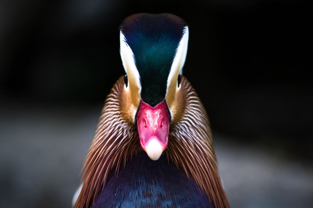 Mandarin duck face