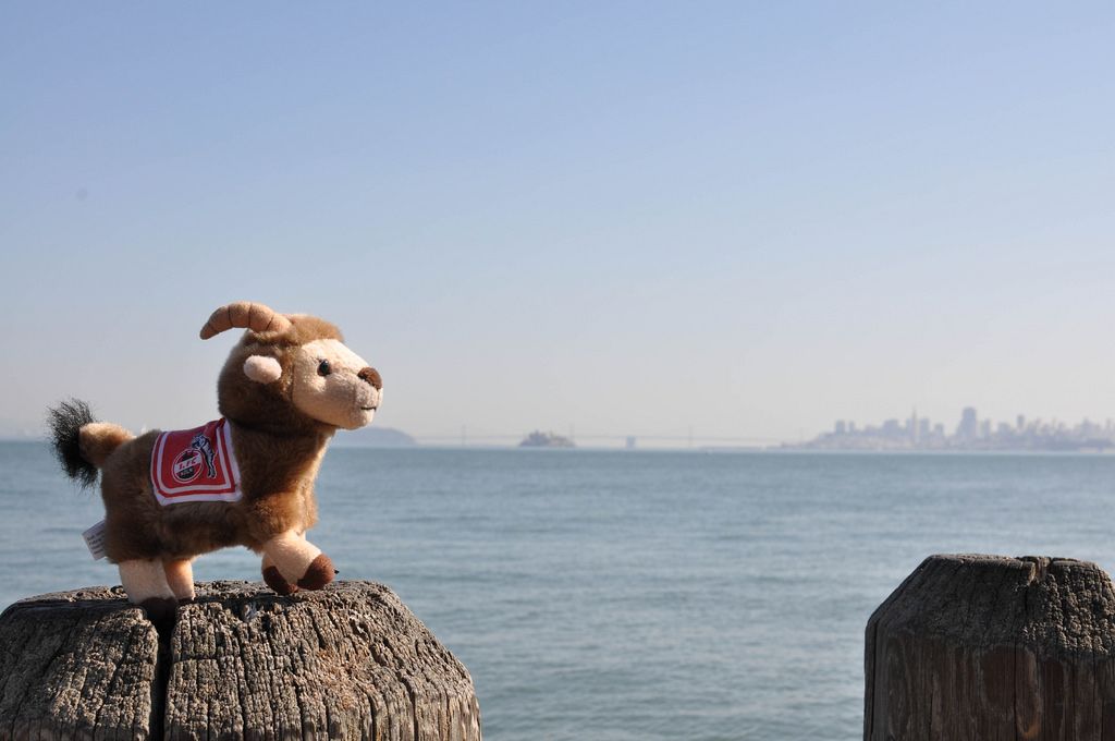 Maskottchen Geißbock Hennes des 1. FC Köln auf einem Holzpfeiler mit Blick auf die Bucht von San Francisco