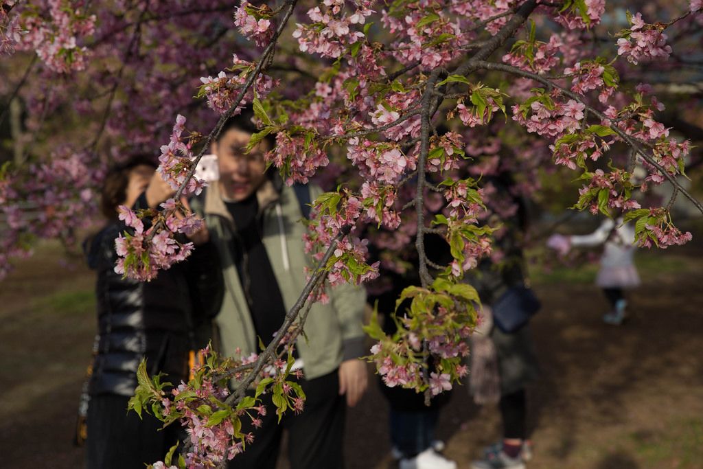 Menschen bewundern die japanischen Kirschblüten, Tokyo