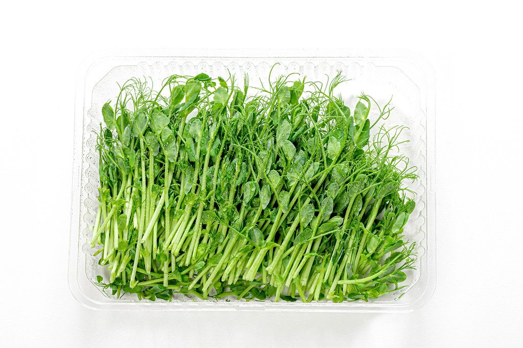 Microgreens of peas in container on a white background, top view (Flip 2019)