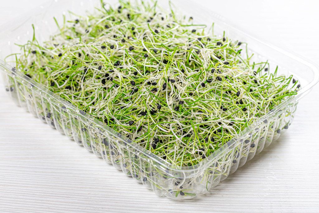 Microgreens sprouts of onion in plastic box on white wooden background (Flip 2019)
