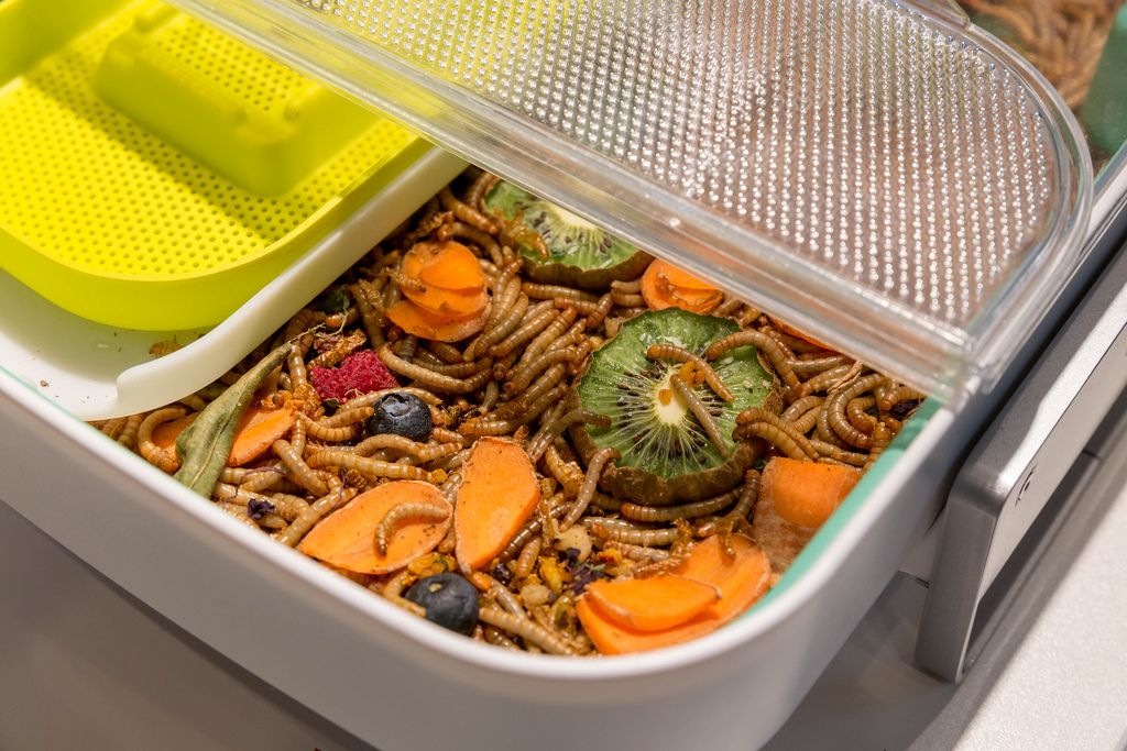 Miniaturzuchtbox The Hive für Mehlwürmer als Speiseinsekten