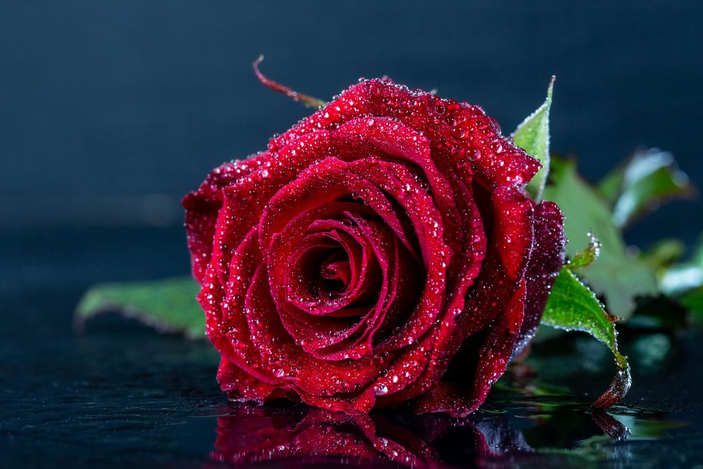 Nahaufnahme Blüte einer sattroten Rose mit Tautropfen vor dunklem Hintergrund