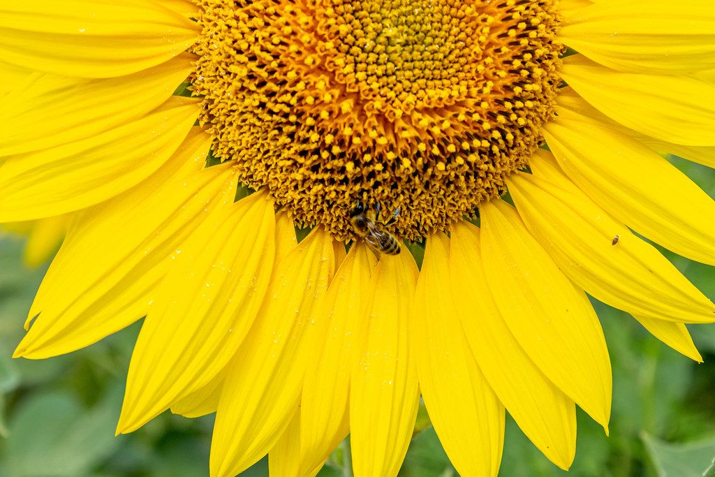 Nahaufnahme einer Biene, die Nektar an einer Sonnenblume sucht