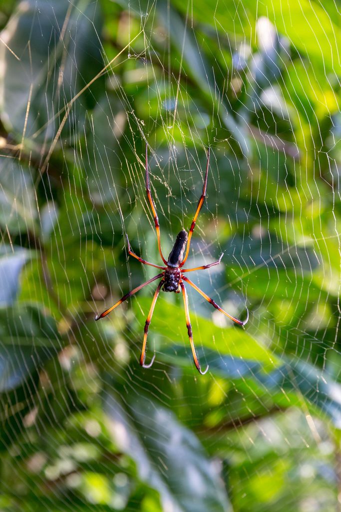 Nahaufnahme einer Seidenspinne mit orange-roten Beinen in ihrem Spinnennetz im Tropenwald nahe Port Launay auf Mahé, Seychellen