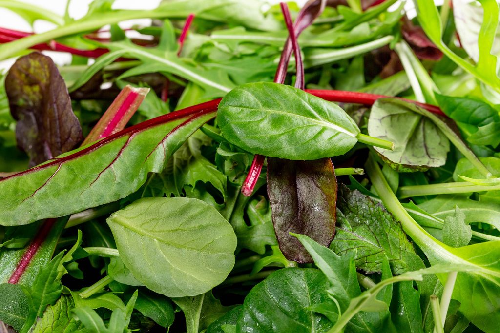 Nahaufnahme eines gemischten Salats mit Mangold, Feldsalat und Spinat