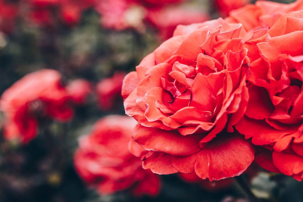 Nahaufnahme von roten Rosen in einem Garten