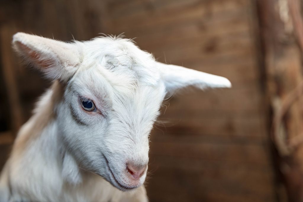 Newborn goat in the goat farm