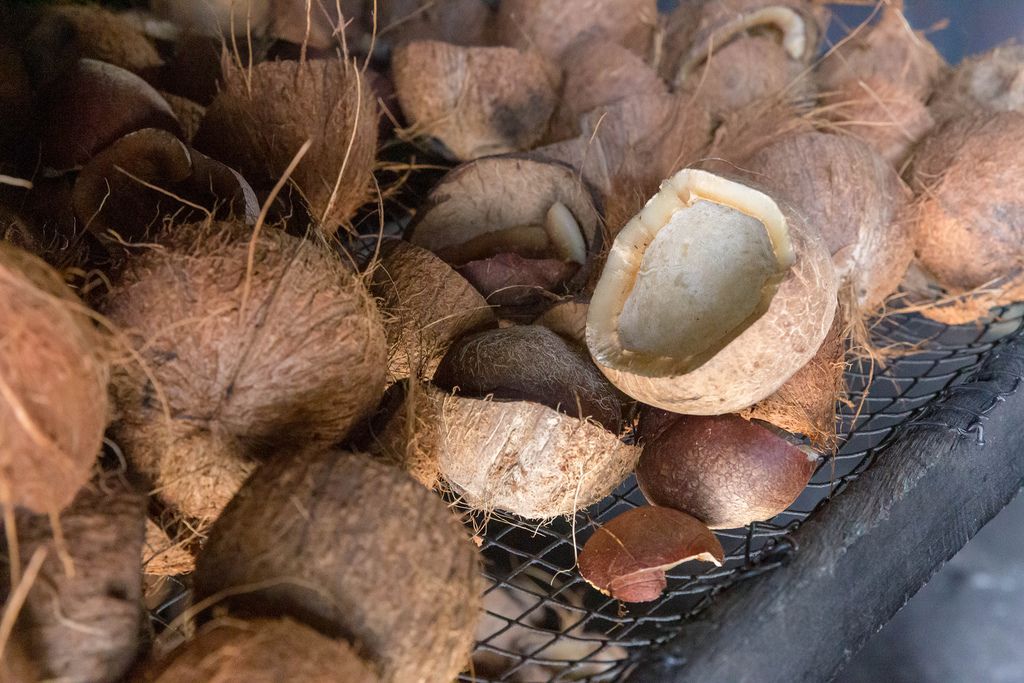 Offene, zerbrochene Kokosnüsse der L'Union Estate Farm auf der Seychelleninsel La Digue