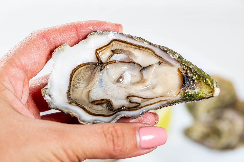 Open oyster in a woman's hand, against a background of open oysters, close-up