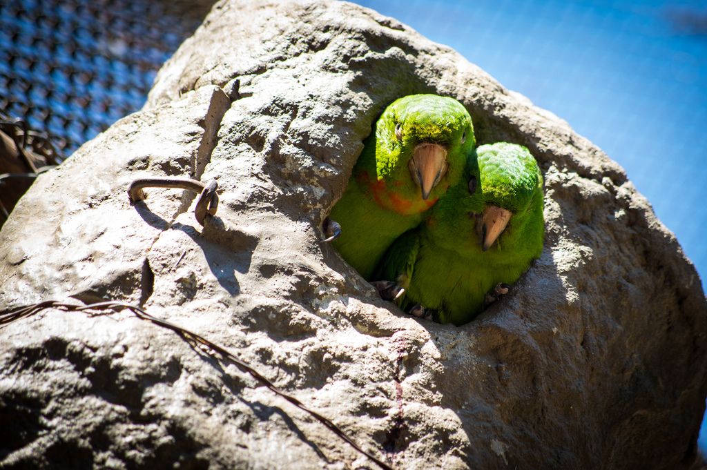 Paare der orange chinned Sittiche, die unten von ihrem Vogelloch schauen