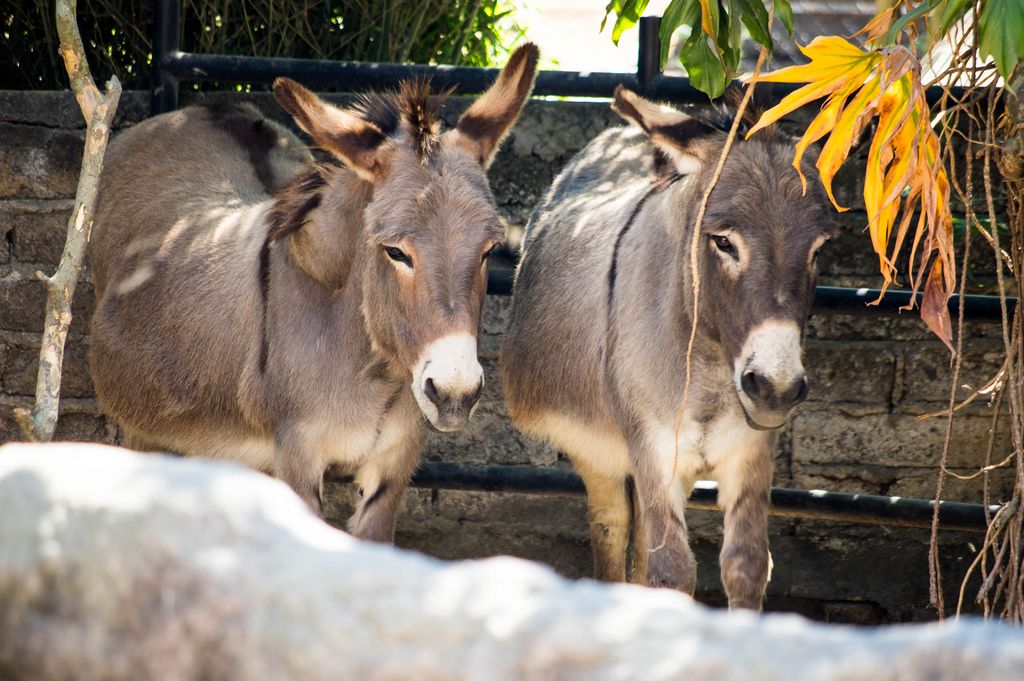 Pair of donkeys standing still under the shade