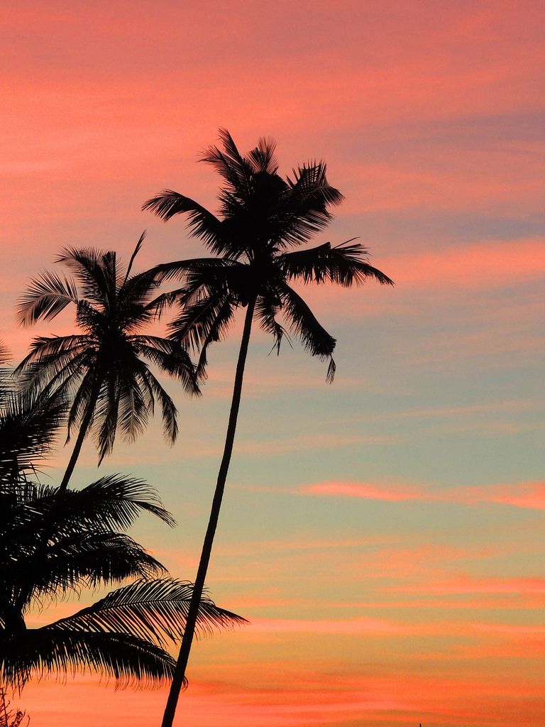 Palm tree shadows against the susnet sky on the beach in Goa, India
