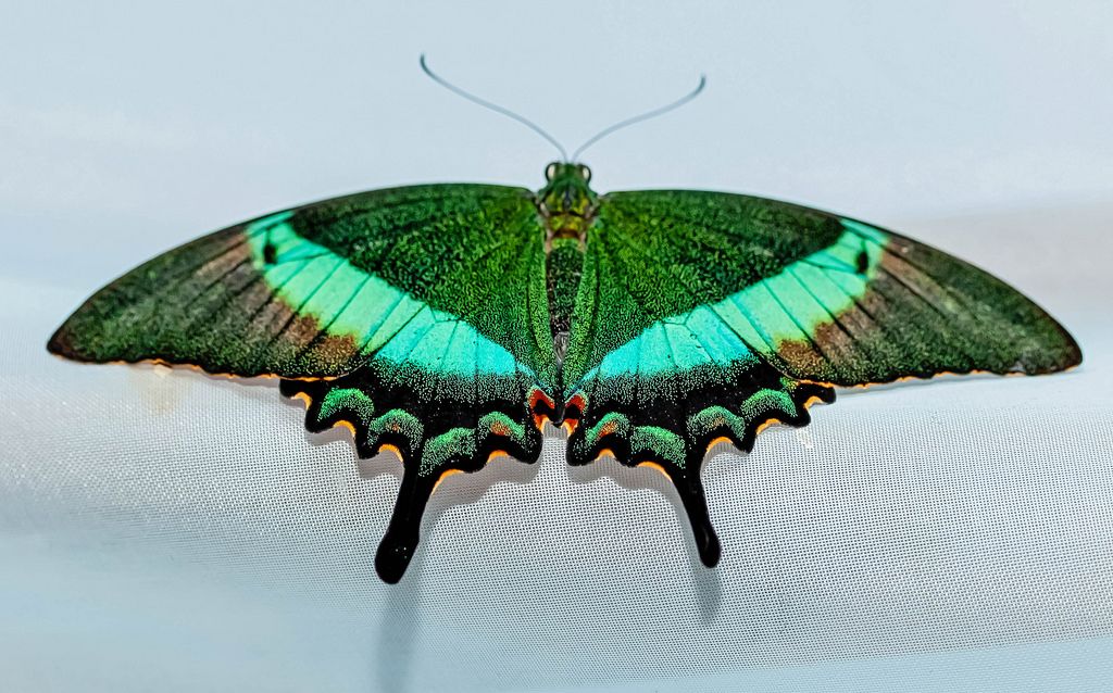 Papilio PALINURUS butterfly