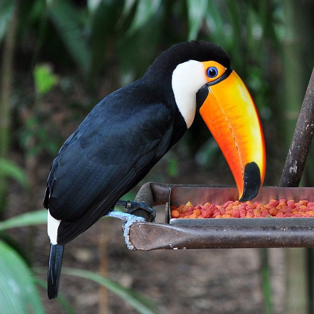 Parque das Aves, Foz do Iguacu #ara #iguazu #parrot #papagei #animals #birds #brasil #picoftheday #instapic #nofilter