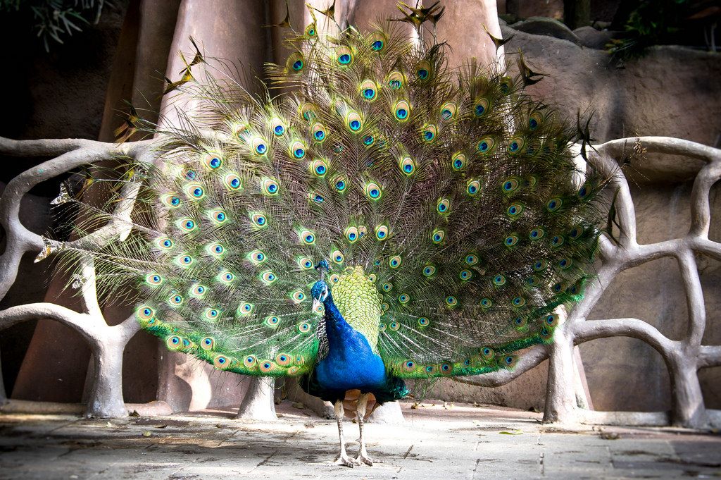 Peacock dance display