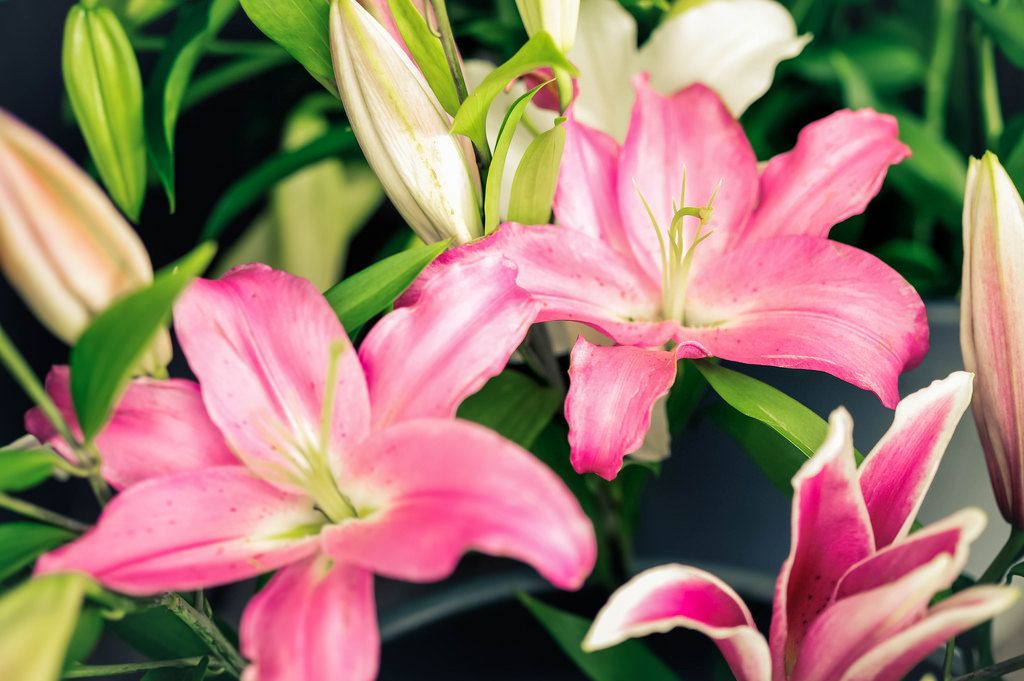 Pink oriental lilies