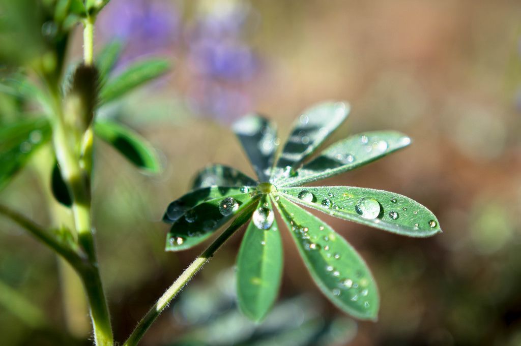 Plant with morning dew
