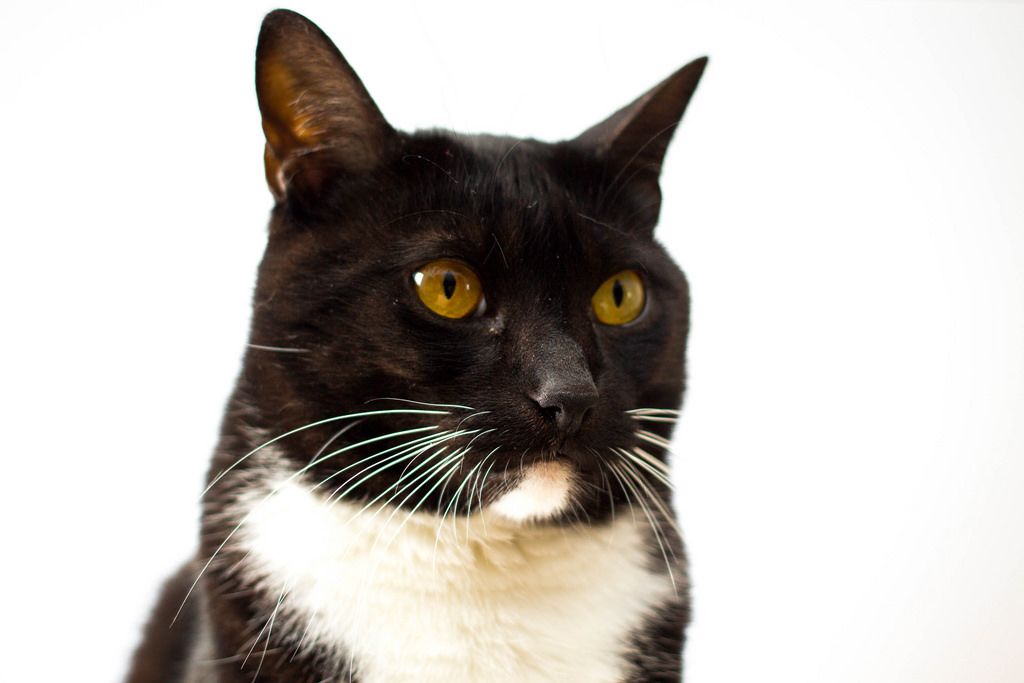Porträt einer schwarzen Katze mit weißem Hals und Kinn vor weißem Hintergrund