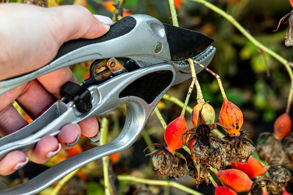 Pruning a rose Bush with a pruner close up (Flip 2019)