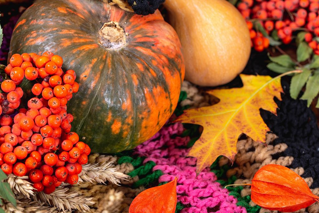 Pumpkins, spikelets of wheat and Rowan on a colorful multi-colored knitted blanket. Thanksgiving background