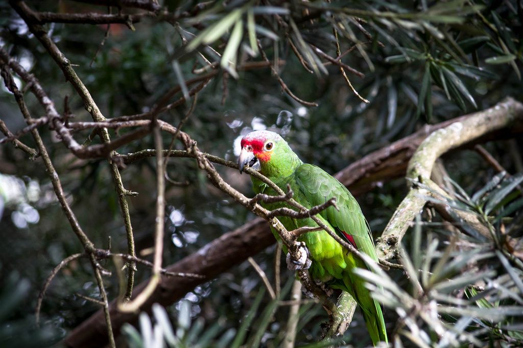Red-lored amazon parrot perched on tree