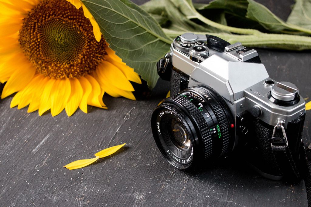 Retro camera and a sunflower