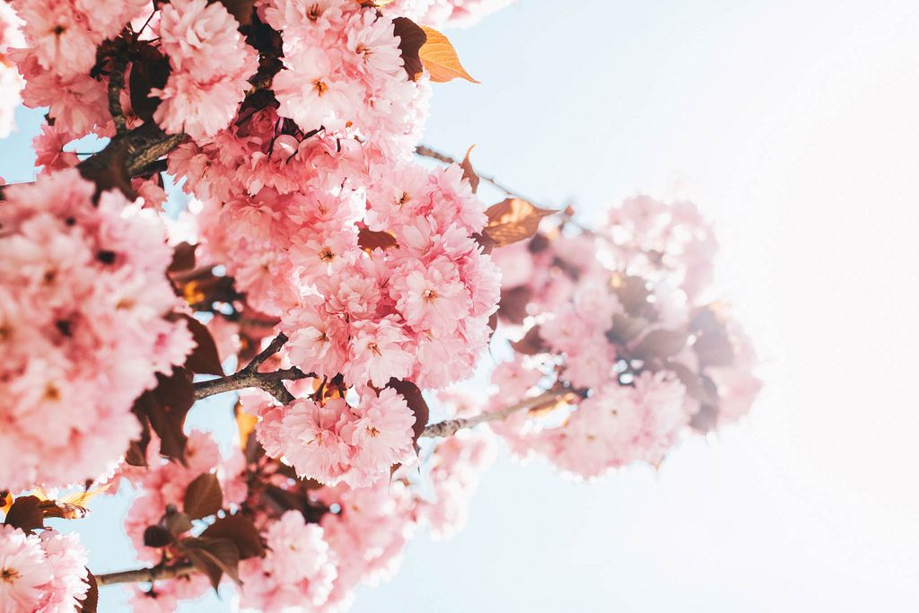 Rosafarbene Frühlingsblumen am Baum. Frühling