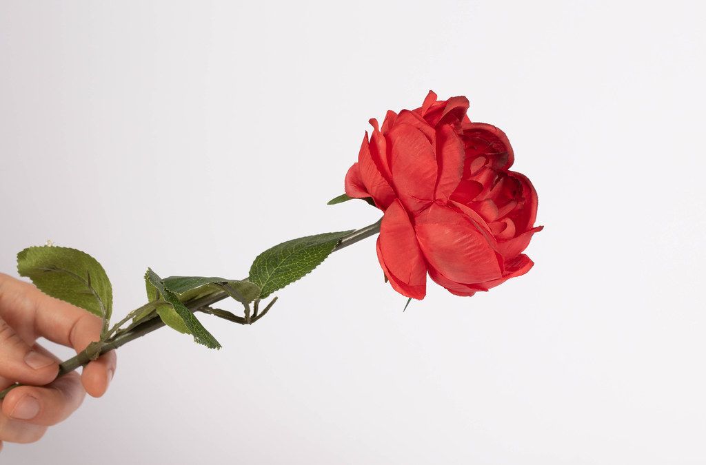 Rote Rose in einer Hand, isoliert vor weißem Hintergrund