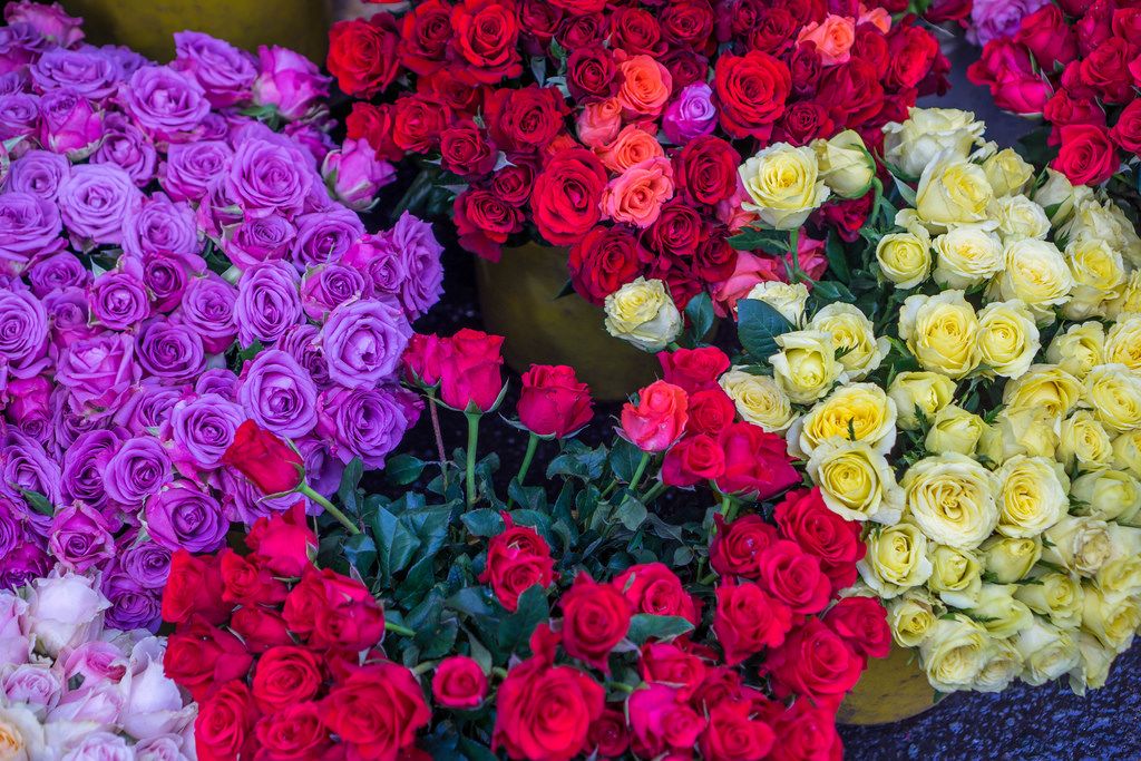 Rote und lila farbene Rosen auf dem Blumenmarkt in Ho Chi Minh City