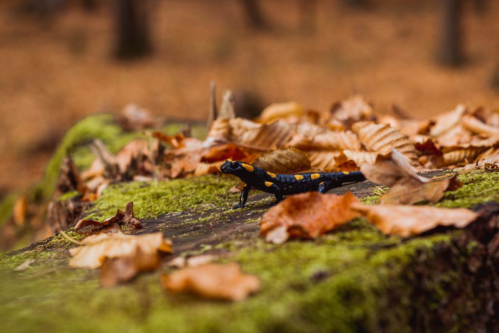 Salamander im Wald
