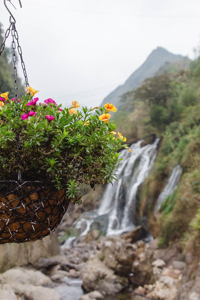 Sapa WaterFall in the background  with flower  (Flip 2019)