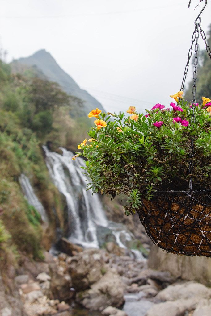 Sapa WaterFall in the background  with flower