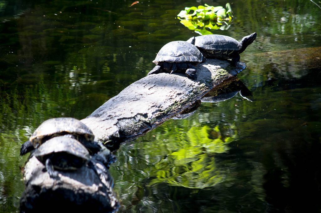 Schildkröten sonnen sich auf einem Holzstamm