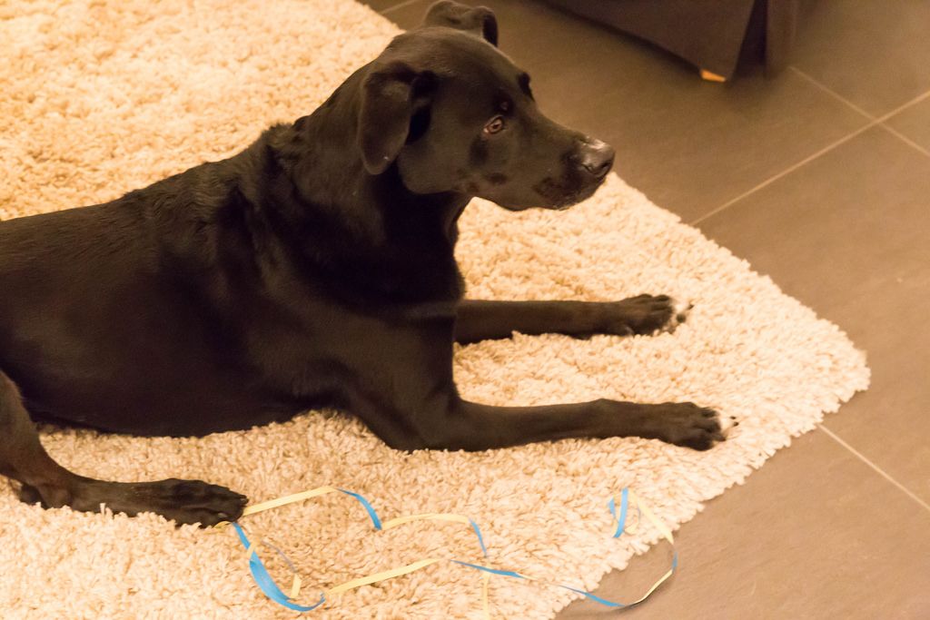 Schwarzer Labrador liegt auf dem Teppich