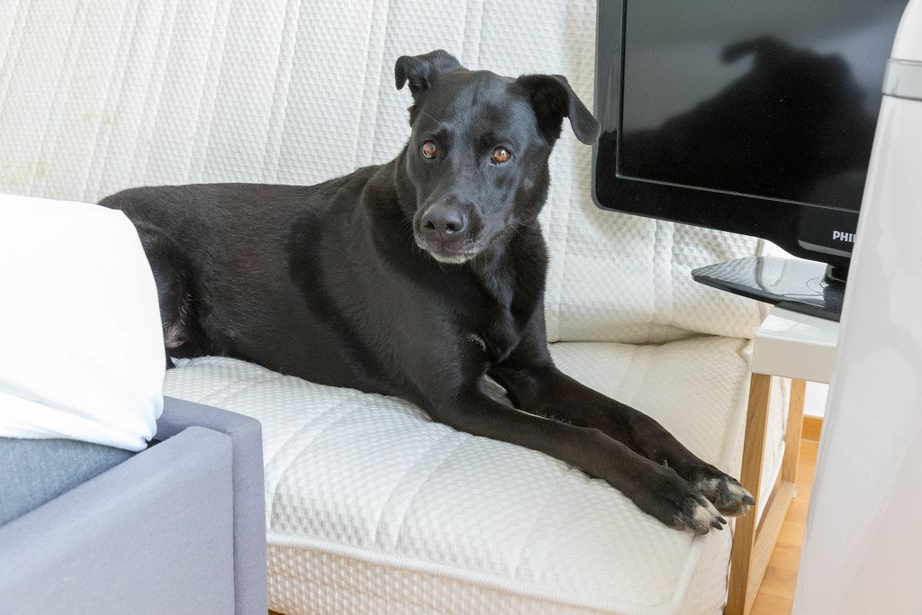 Schwarzer Labradorhund schaut sehnsüchtig auf die neue Casper Matratze mit Memoryschaum