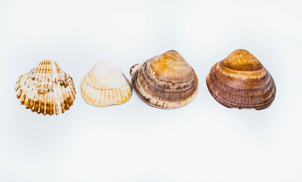 Sea Shells isolated on white background
