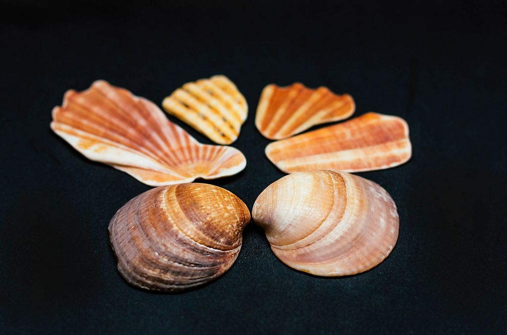 Sea Shells on Black Background