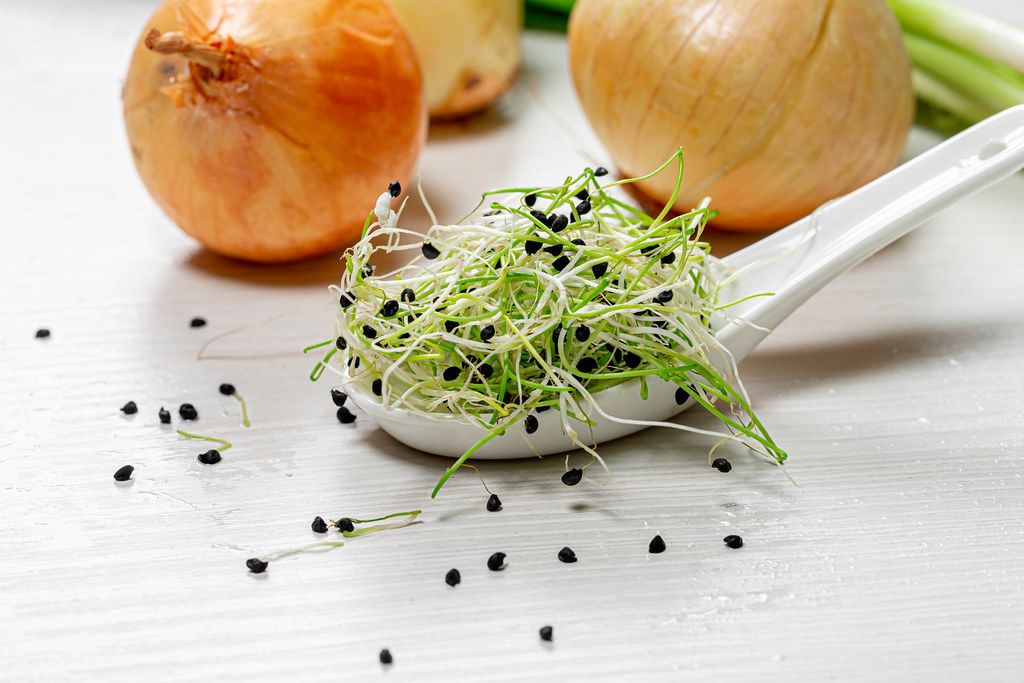 Seeds, micro greens and ripe onions on white wooden background (Flip 2019)