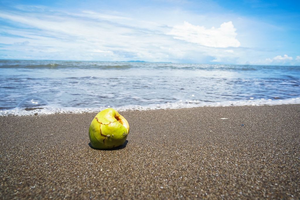Small coconut on the beach