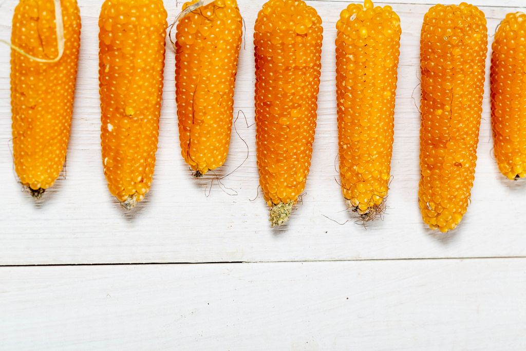 Small heads of corn
