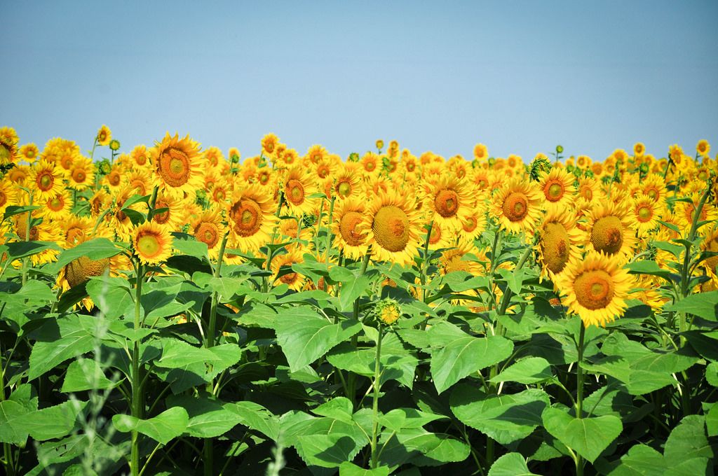 Beautiful Flowers Creative Commons Bilder Beautiful Flowers Creative Commons Bilder