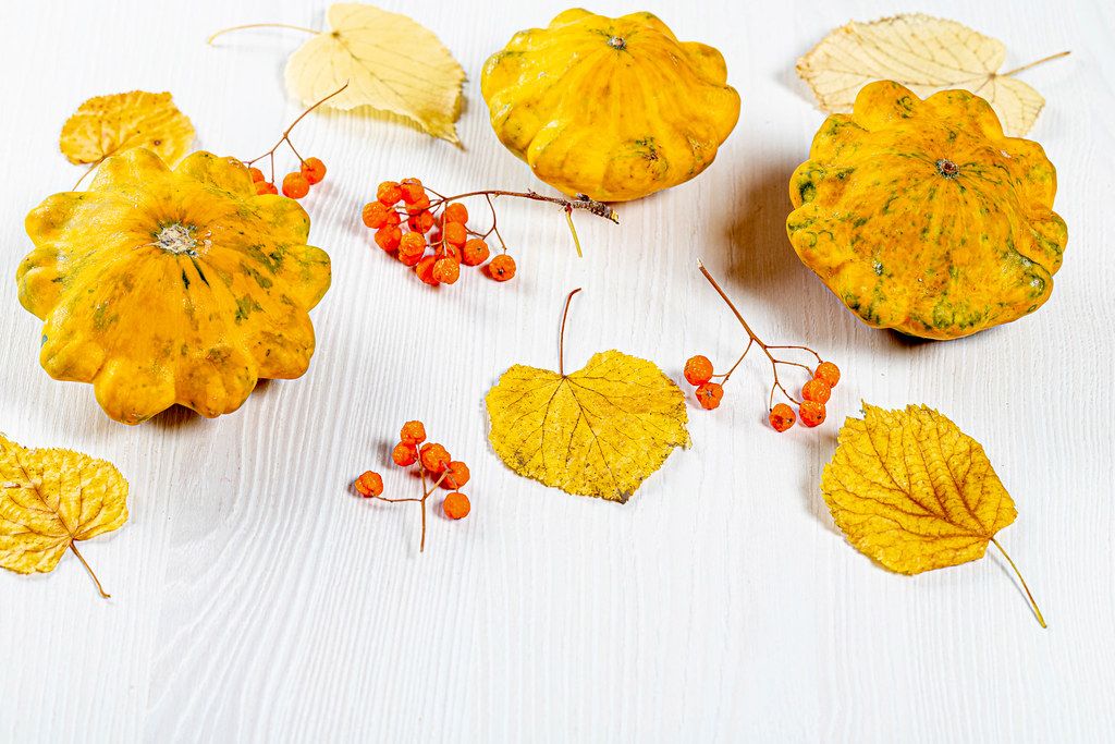 Squash, yellow leaves and Rowan berries on a white background. Autumn season concept (Flip 2019)