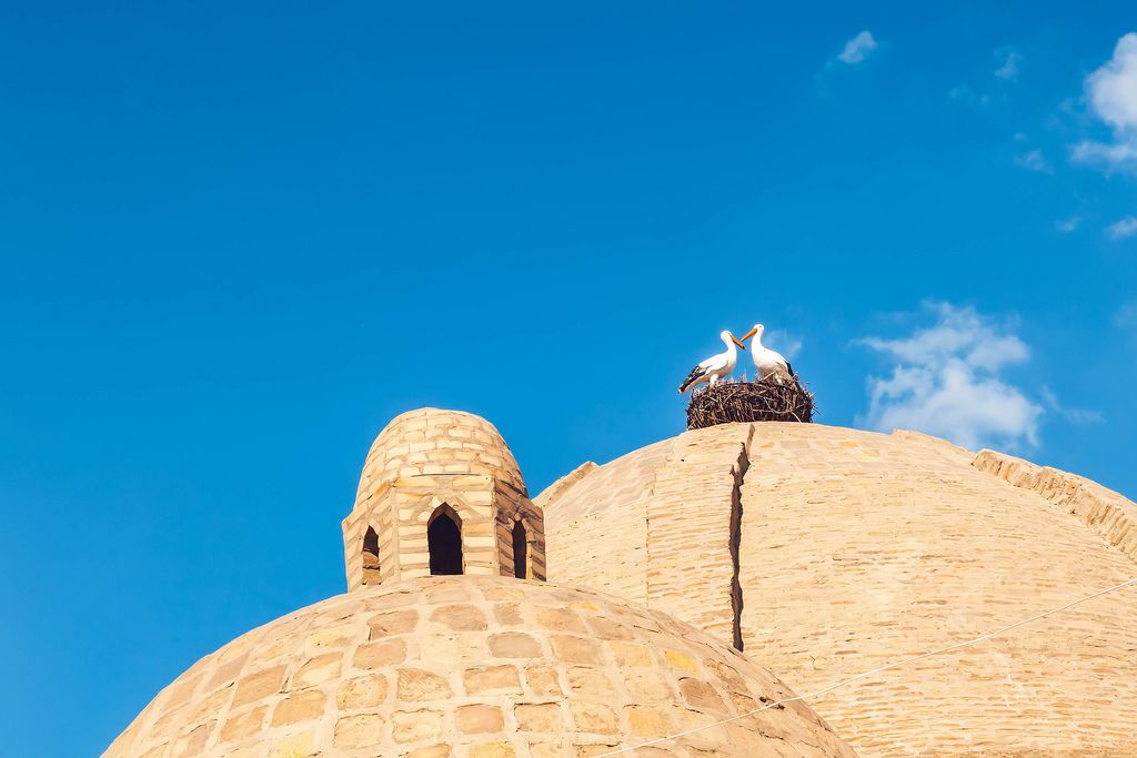 Storks on the dome of Toki Zargaron building, ancient trading domes in Bukhara, Uzbekistan (Flip 2019)