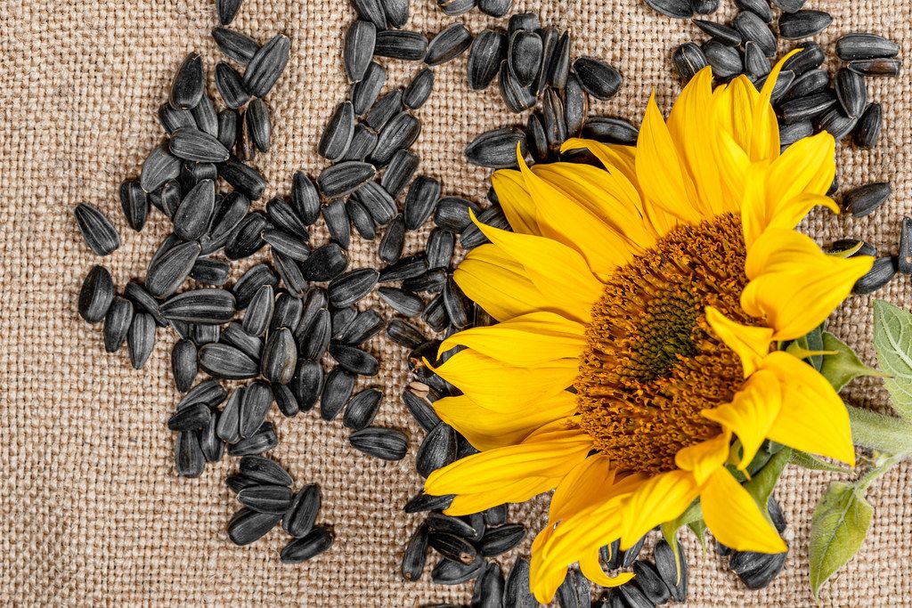 Sunflower seeds and sunflower on burlap