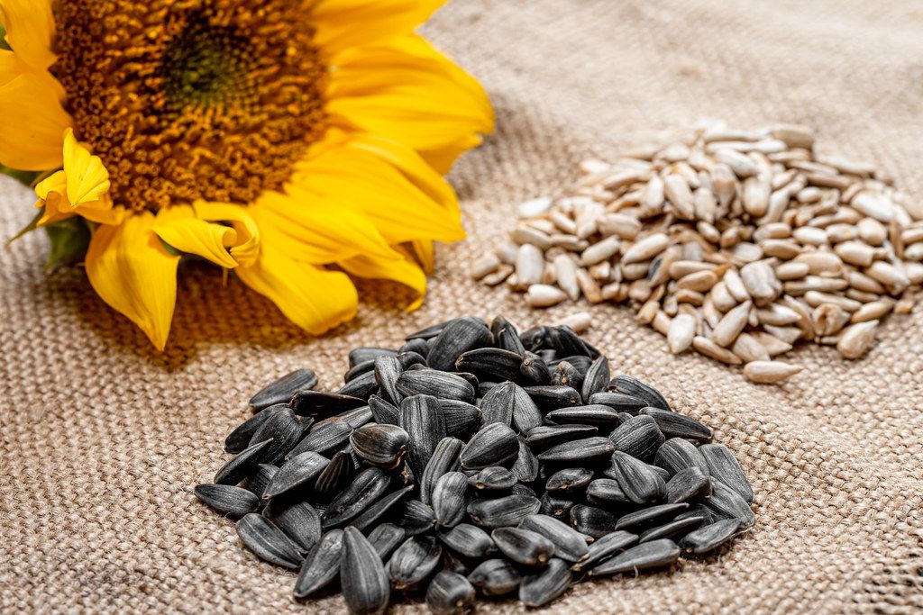 Sunflower seeds peeled and in-shell with a fresh sunflower on burlap ...