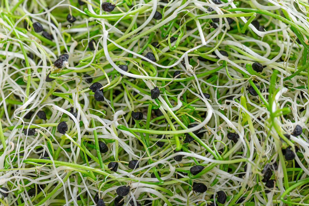 Top view micro greens sprouts of onion background (Flip 2019)