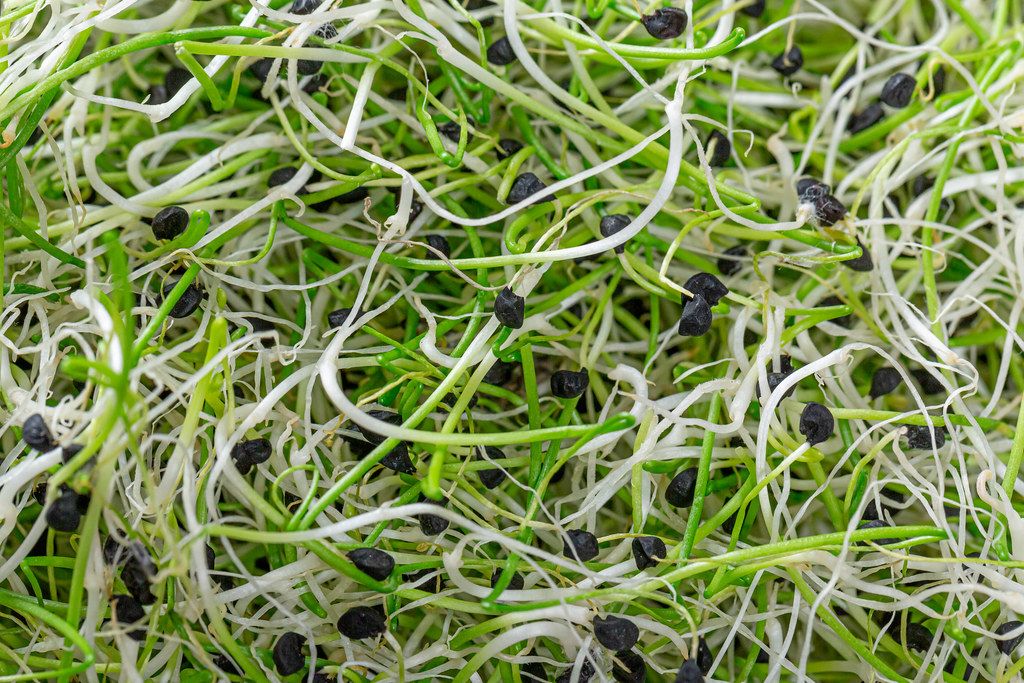 Top view micro greens sprouts of onion background
