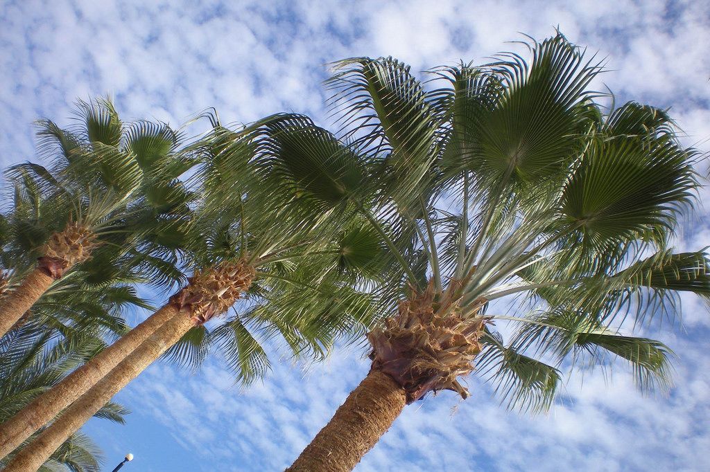 Upward view of the palm trees on the backdrop of a blue sky